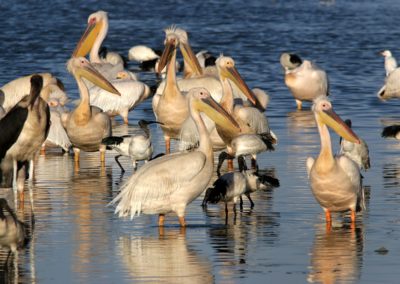 Birding tour Ethiopia 2015
