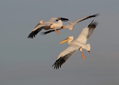 Birding tour Ethiopia 2015