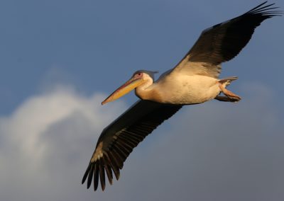 Birding tour Ethiopia 2015