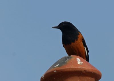 Birding tour Ethiopia 2015
