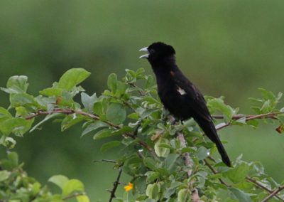 Birding tour Ethiopia 2015