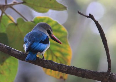 Birding tour Ethiopia 2015