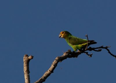 Birding tour Ethiopia 2015