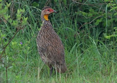 Birding tour Ethiopia 2015