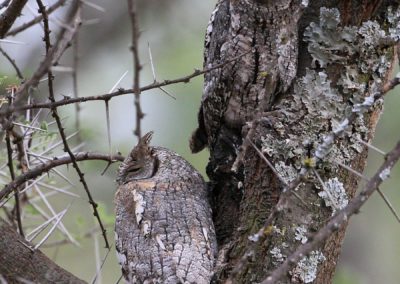 Birding in Ethiopia