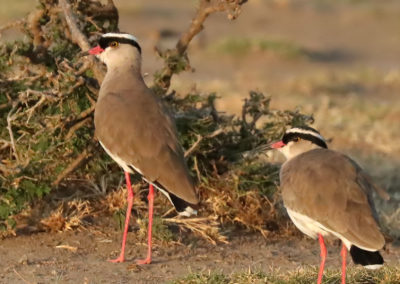 Biridng in Ethiopia