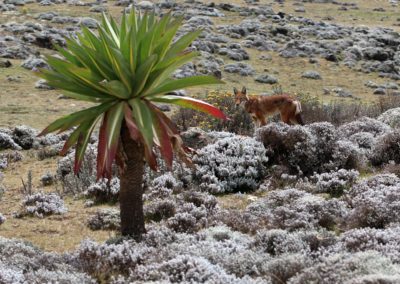 Biridng in Ethiopia