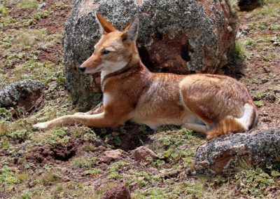 Birding in Ethiopia