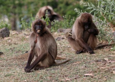 Birding in Ethiopia