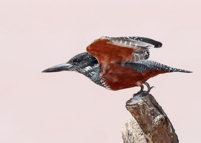 Birding in Ethiopia