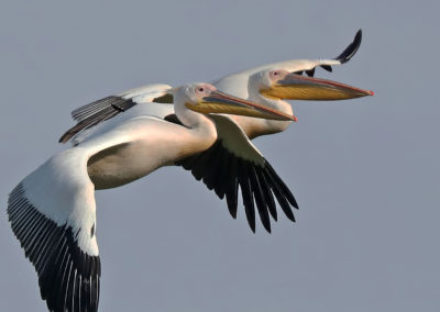 Birding in Ethiopia