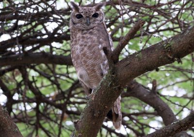 Birding in Ethiopia