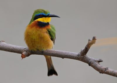 Birding in Ethiopia