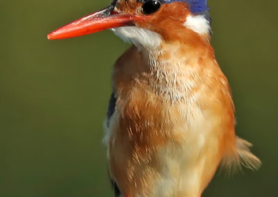 Birding in Ethiopia