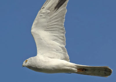 Birding in Ethiopia