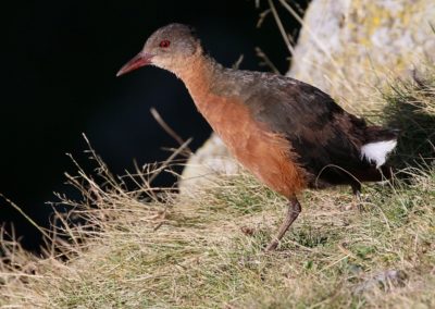 Birding in Ethiopia