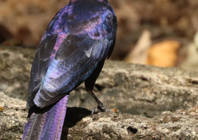 Birding in Ethiopia