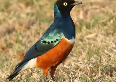 Birding in Ethiopia