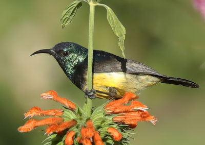 Birding in Ethiopia