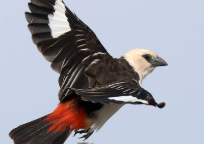 Birding in Ethiopia