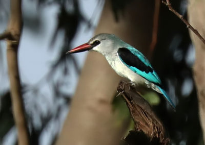 Birding in Ethiopia