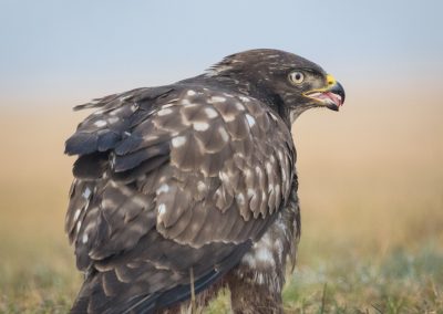 Buzzard Photo by Czech Conroy