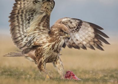 Buzzard Photo by Czech Conroy