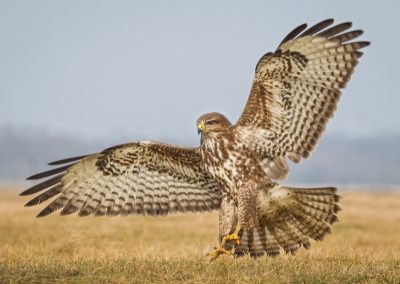 Buzzard about to land Photo by Czech Conroy