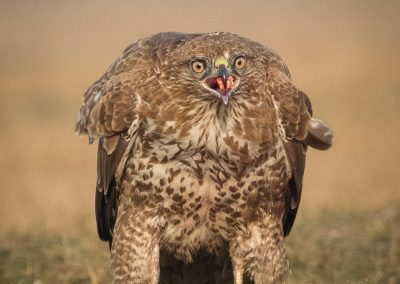 Buzzard eating - Photo by Czech Conroy