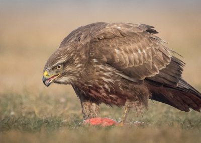 Buzzard with prey - Photo by Czech Conroy