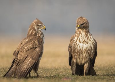 Buzzards x2 trouble brewing - Photo by Czech Conroy