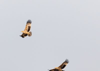 Imperial Eagles - photo by Peter Bott