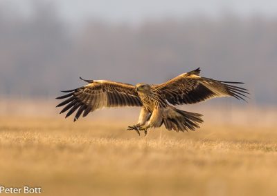 Imperial Eagle - photo by Peter Bott