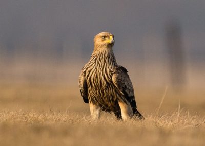 Imperial Eagle - photo by Peter Bott