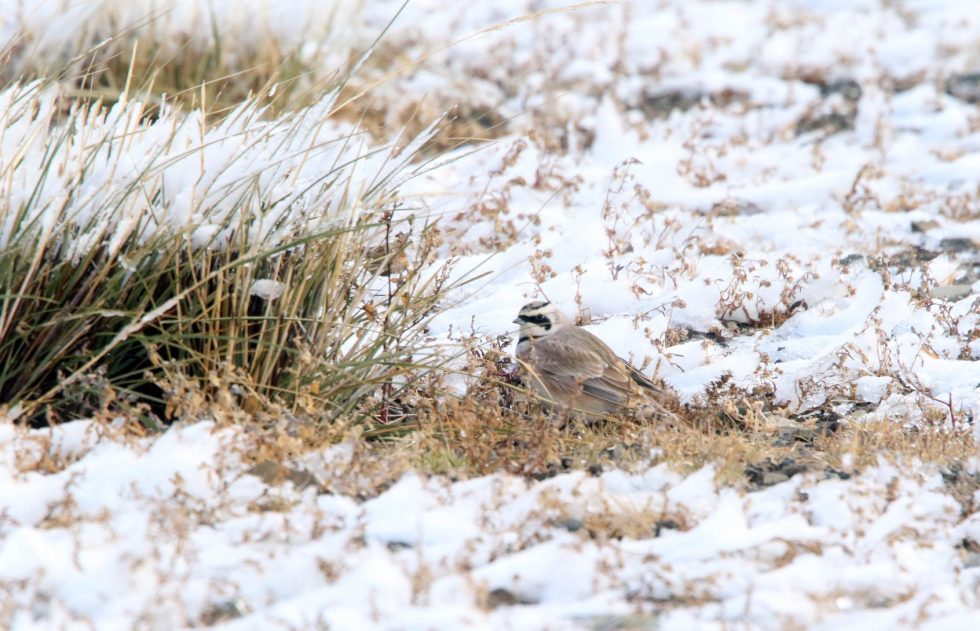 Horned Lark Copyright: Dr Mike Pienkowski