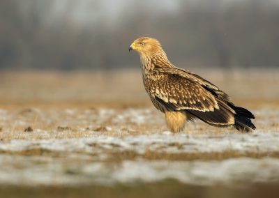 Imperial Eagle