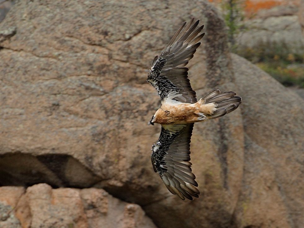 Bearded Vulture