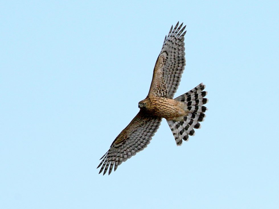 Goshawk