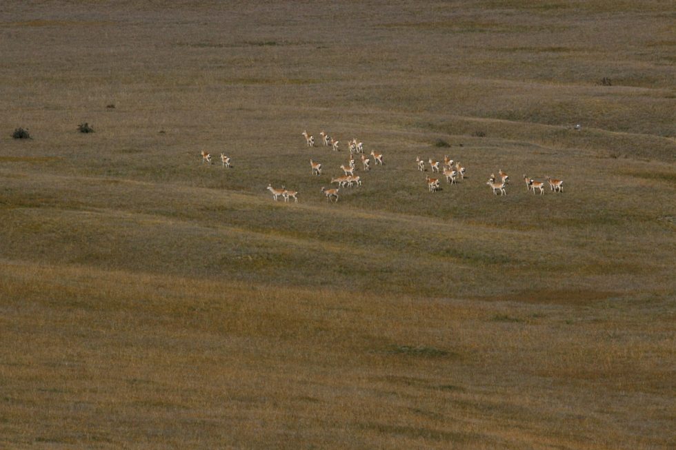 Mongolian Gazelle