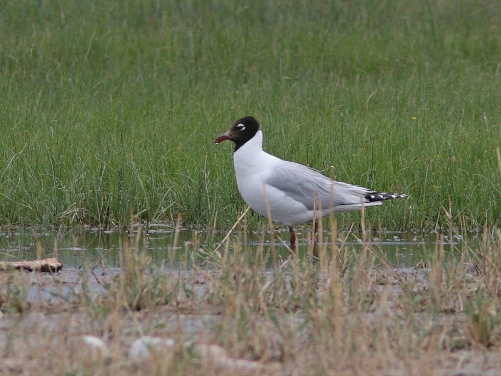 Relict Gull