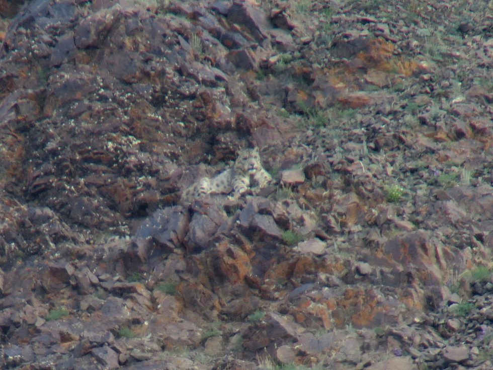 Snow Leopard