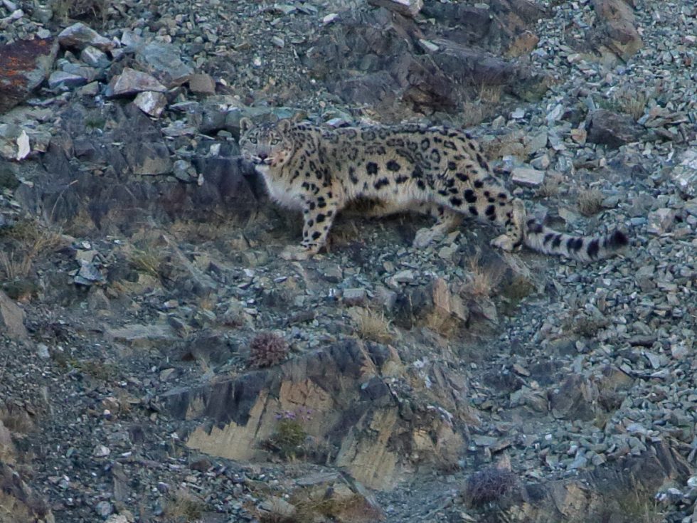 Snow Leopard