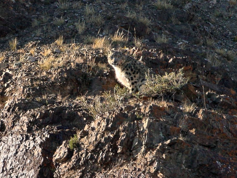 Snow Leopard