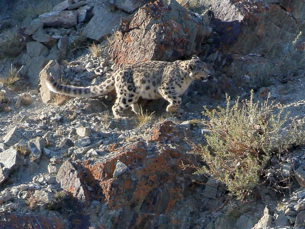 Snow Leopard