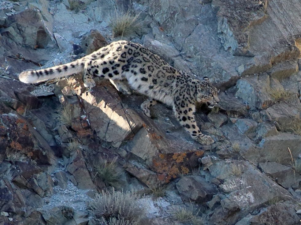 Snow Leopard