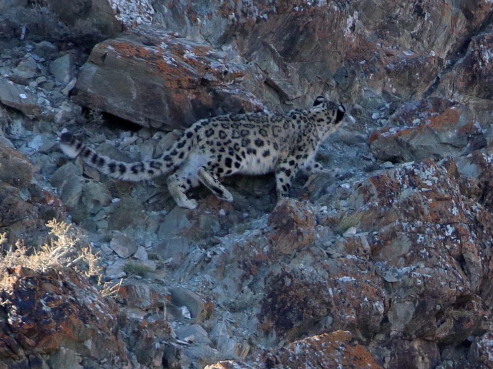 Snow Leopard