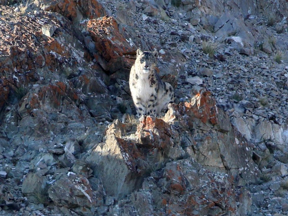 Snow Leopard