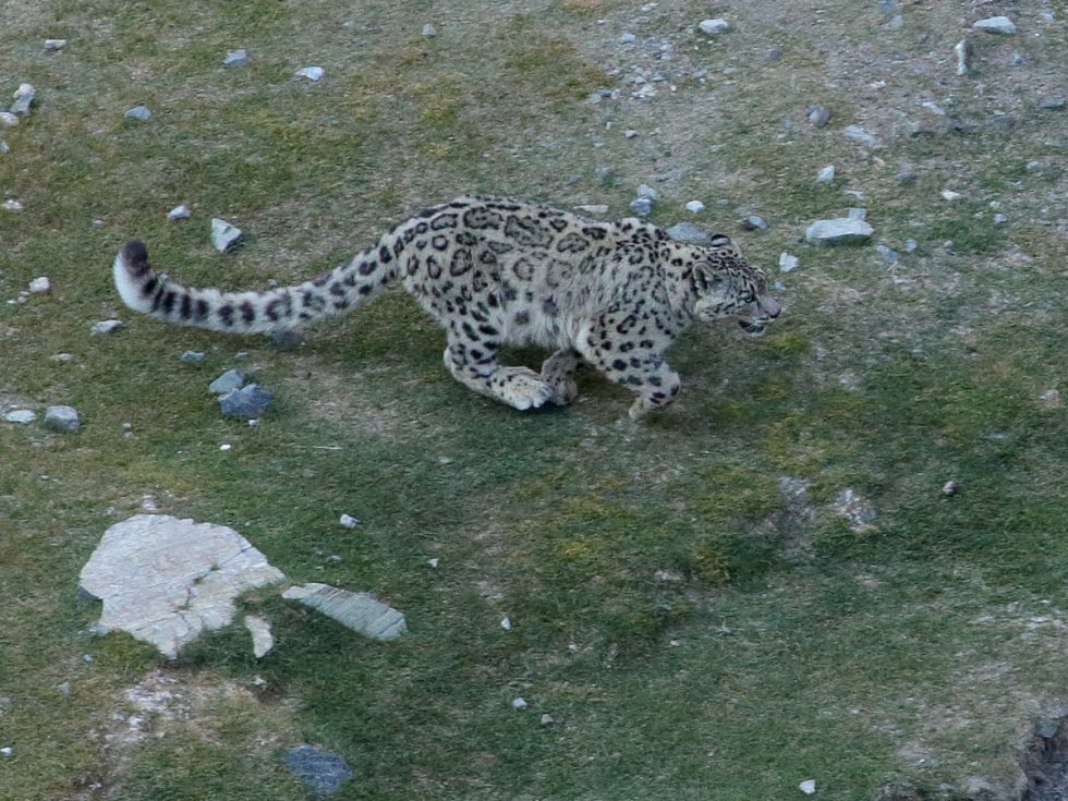Snow Leopard