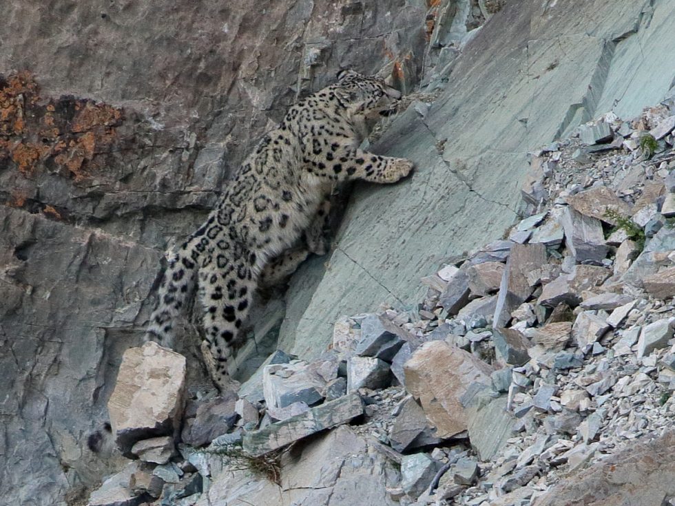 Snow Leopard