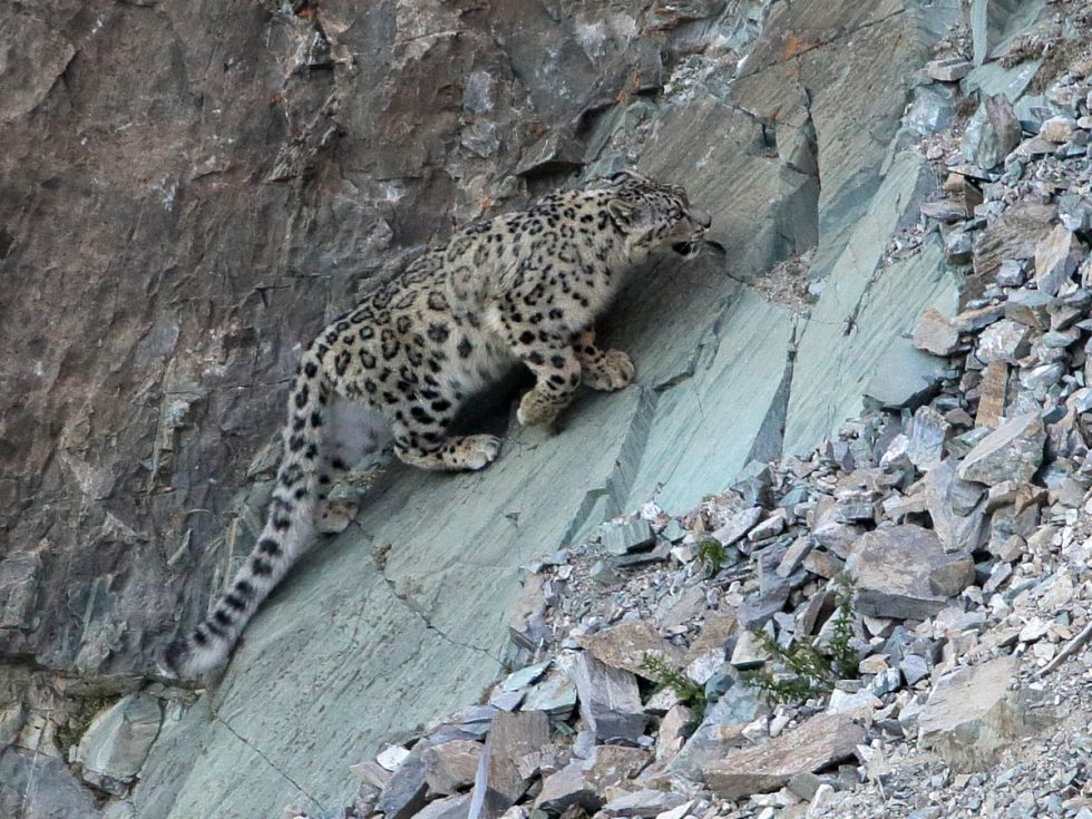 Snow Leopard